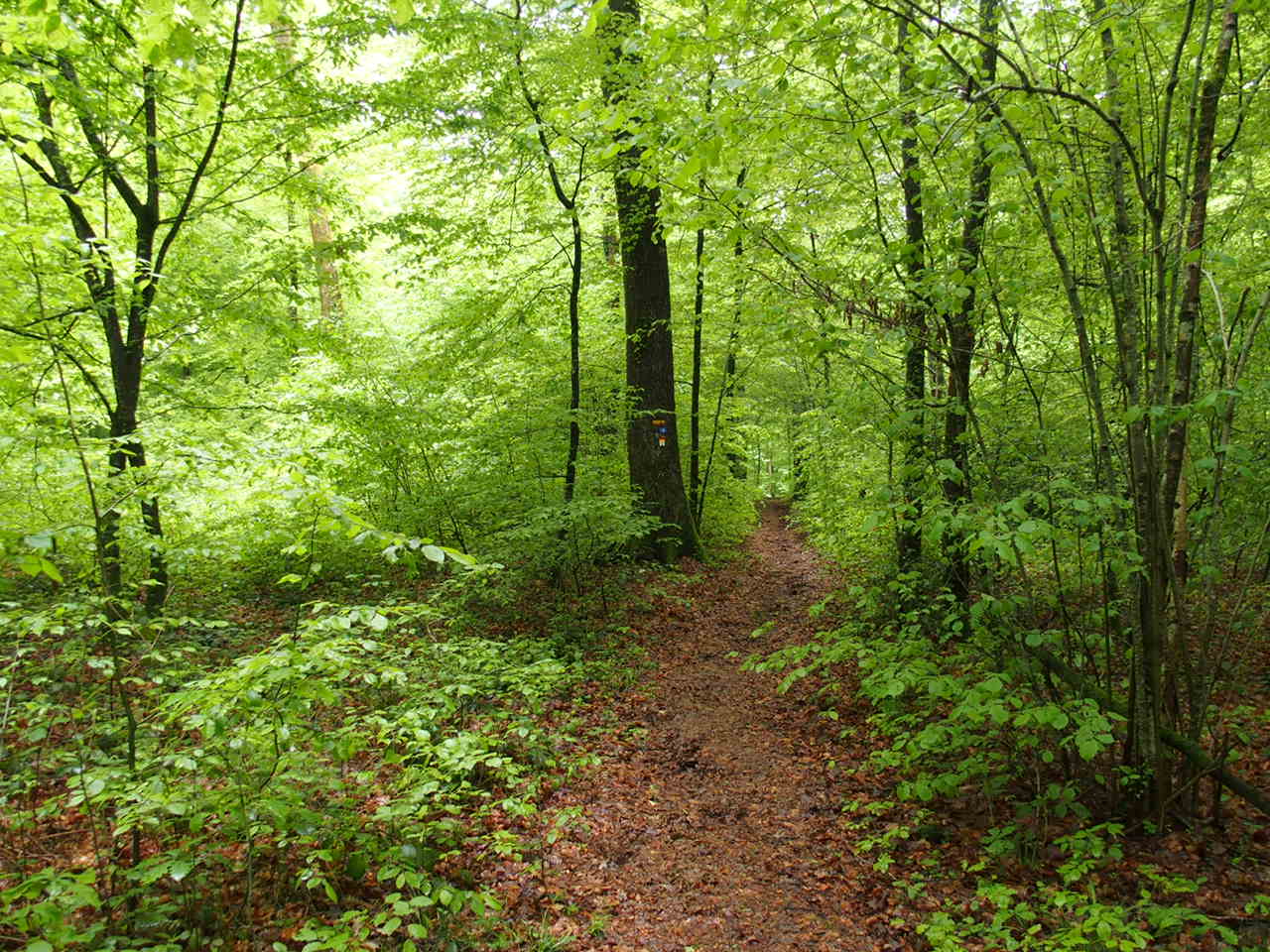 Aucune photo pour cette étape.